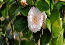 山茶是常绿还是落叶植物 附山茶的用途