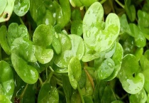 马蹄草与马蹄金有什么不同 从科属、叶子、习性上来区分