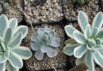 子持莲华怎么服盆