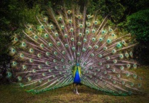 孔雀的尾巴长还是短