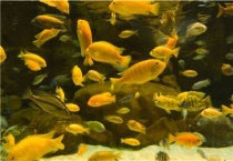 热带鱼几天喂一次