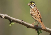 春暖鸟怎样挑选