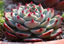 抗冻的多肉有哪些？