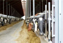 牛厩和牛棚的区别？