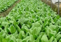 蔬菜常用农药的使用准则 安全间隔期是多久？