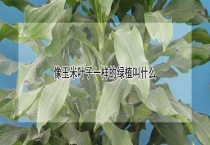 像玉米叶子一样的绿植叫什么？