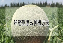 哈密瓜怎么种植多久？