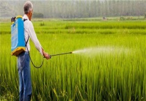 水稻细菌性褐斑病用什么药