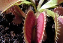 捕蝇草变黑了怎么办？