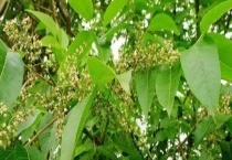 五倍子什么时候开花 附地理分布