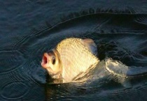 钓鳊鱼的最佳时间 钓鳊鱼如何选择钓点