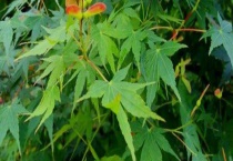 槭树传播种子靠什么 附槭树的分布