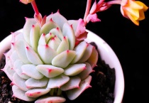 多肉怎么移植好