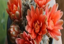 绯花玉和多花玉有什么不同 附绯花玉养殖多久？