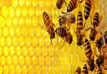 蜜蜂疾病观察诊断技术 具体有哪些措施