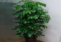 幸福树掉枝掉叶怎么办？