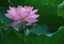 清明节有荷花吗？