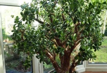 金钱树与玉树的区别？