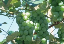 富士之辉葡萄的特点