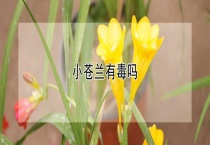 小苍兰有毒吗？