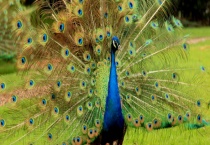 什么动物是孔雀的天敌 孔雀怎样预防天敌