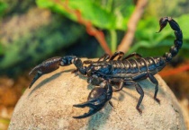 家里放什么能驱赶蝎子