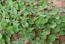 广金钱草与金钱草区别？