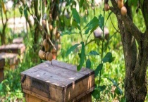 龙眼蜜和荔枝蜜哪个好 详细介绍