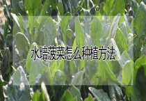 水培菠菜怎么种植多久？