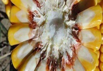 玉米乳线是什么 怎么看 附玉米的种植技术