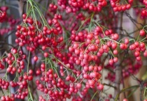 朱砂根发蔫怎么办？