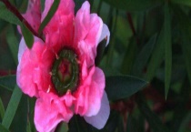 松红梅浇水过多如何多久？