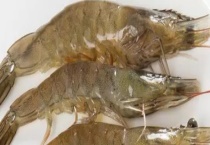 变黑的冻虾还能吃吗 虾要怎么冰冻