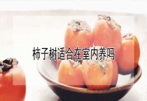 柿子树适合在室内养吗？