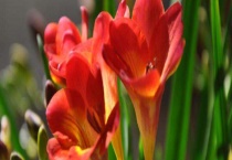 香雪兰和萱草的区别？