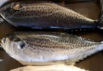 钓鲅鱼用什么饵料 附钓鱼的技巧