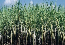 甘蔗叶子发黄是什么原因？