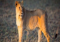 狮子喜欢吃的食物有哪些 世界上最大的狮子是什么？