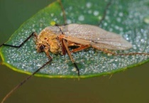 摇蚊幼虫怎么杀