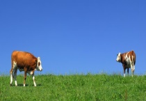 草饲牛和谷饲牛有什么不同 从饲养、营养与肉质上区分