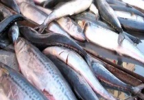 鲅鱼是海鱼还是淡水鱼 附制作多久？