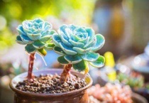 多肉白粉病怎么办？