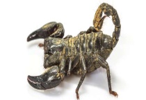 蝎子养殖的市场前景 蝎子养殖的政策扶持