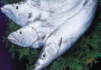 带鱼的产地分布 带鱼的生活习性