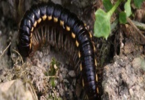 马陆虫怎么彻底消灭 马陆虫有毒吗？