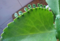 大叶落地生根有毒吗？