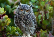 中国可以养猫头鹰吗？