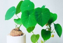 山乌龟只长藤不长叶子是怎么了