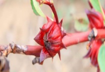 玫瑰茄和玫瑰花有哪些区别？ 种属、外形、生长环境等均有区别？