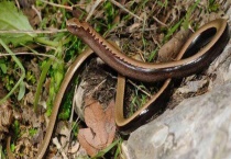 蛇如何安全过冬 需要注意哪些方面